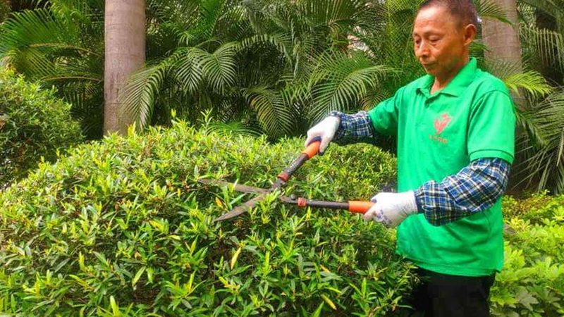 夏季铺设运动场草坪需要特别注意以下几点：