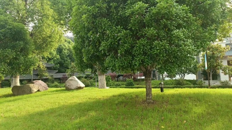 绿植批发租赁加盟：揭秘行业新趋势与运营策略