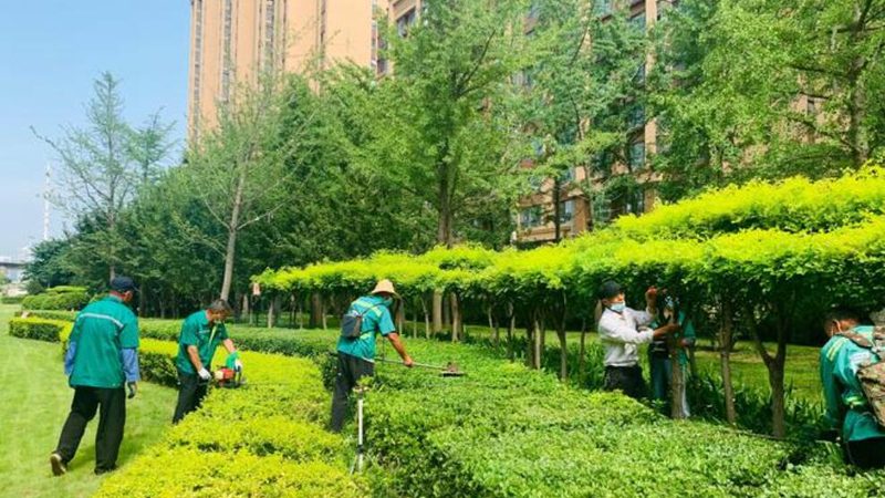 会议室绿植租摆规格分类